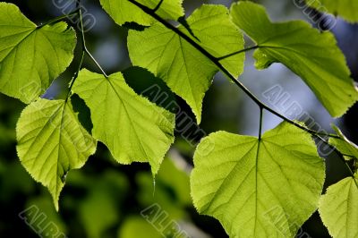 	green leaf