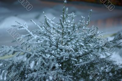 Snow fir-tree