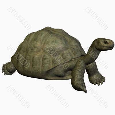 Galapagos Tortoise
