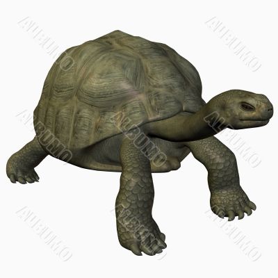 Galapagos Tortoise