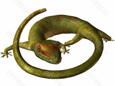 Gecko 3D