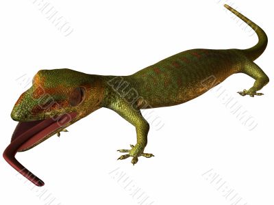 Gecko 3D