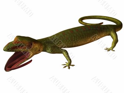 Gecko 3D