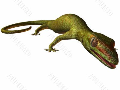 Gecko 3D