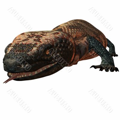 Gila Monster-Heloderma suspectum