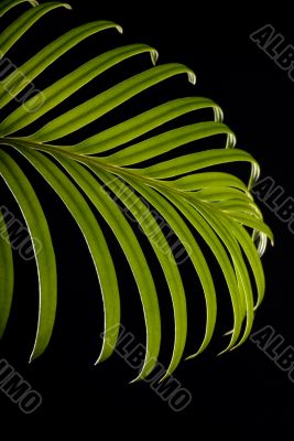 Green cycas leaf