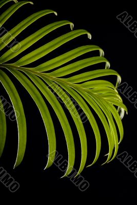 Green cycas leaf