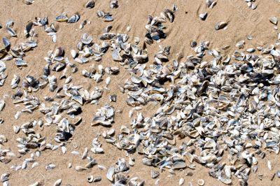 Shells and Sand