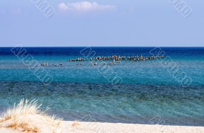 Sleeping Bear Bay
