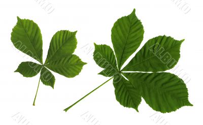 leaves of a chestnut