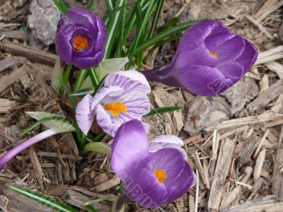 Purple Crocus