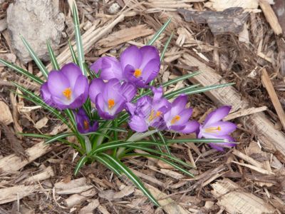 Purple Crocus