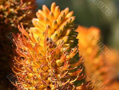 Bee 4739