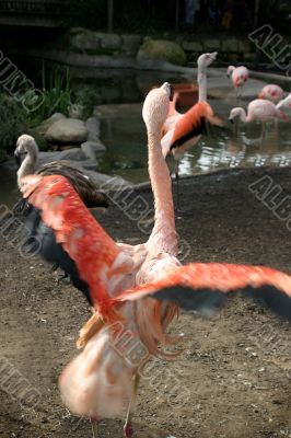 Chilean Flamingo 4908