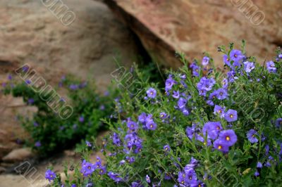 Wildflowers 6352
