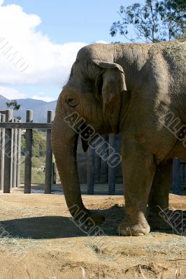 Elephant 4687