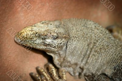 Iguana 4836