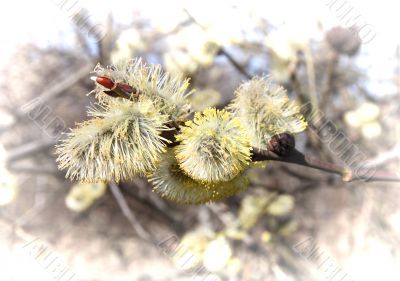 Willow in spring