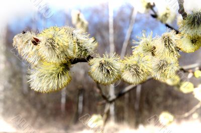 Willow in spring