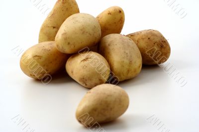 Potato isolated in White Background