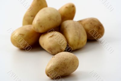 Potato isolated in White Background