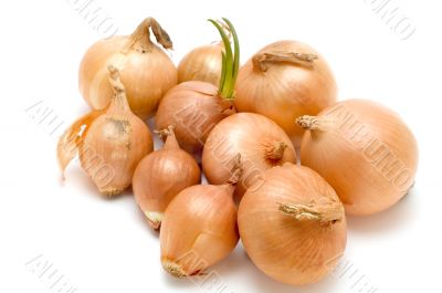 bulb onion on white