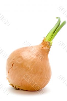 onion macro