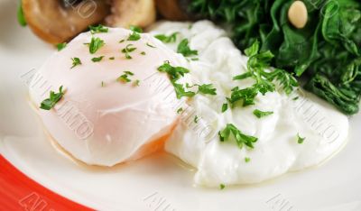 Poached Egg Breakfast