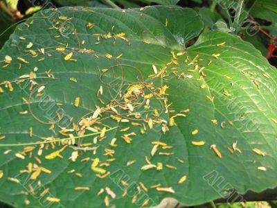 Tropical Leaves