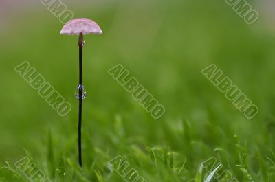 little mushroom with bead