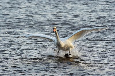 water skiing