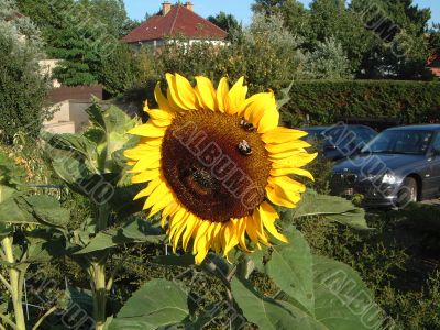 Bees on a Sunflower