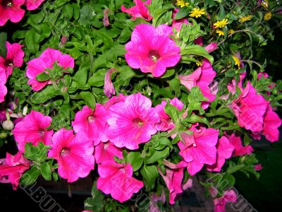Pink Flowers in a Hanging Basket