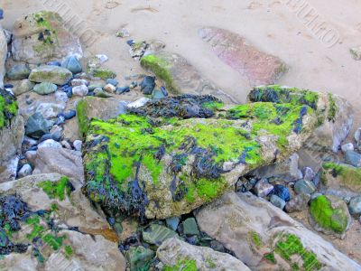 Moss on Rocks