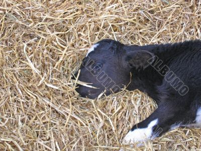 Sleeping Cow