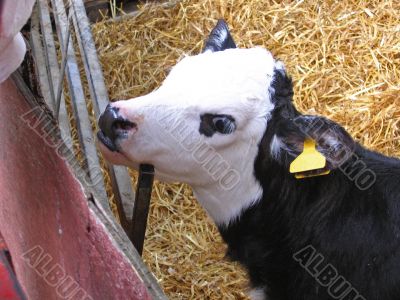 Baby Cow