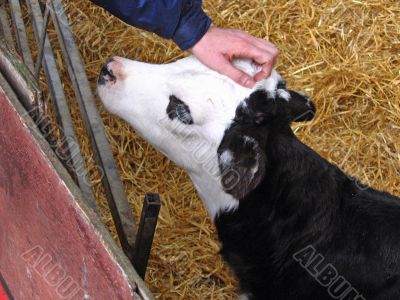 Baby Cow being Stroked