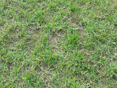 Grass