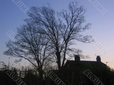 Tree and House Silhouette