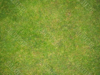 Green Grass Football Pitch Texture in England