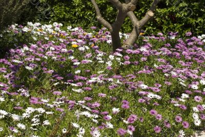 Flower carpet