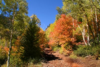 Fall Splender 67