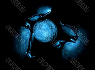 Dark-blue crab
