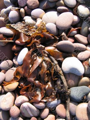 Seaweed