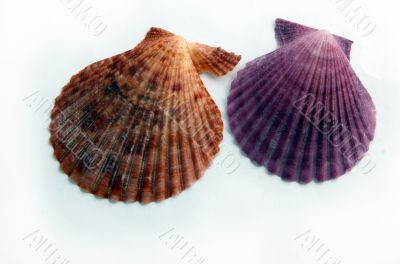 colored shells