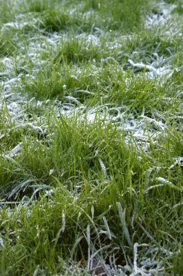 Frosty Grass