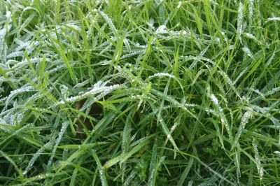 Frosty Grass