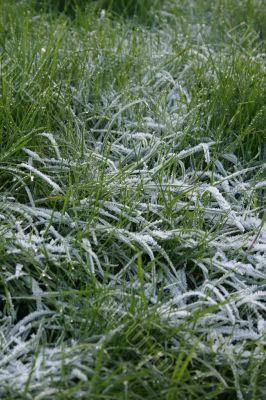 Frosty Grass