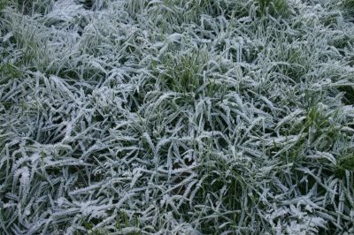 Icy Grass