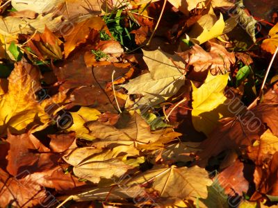 autumn carpet red